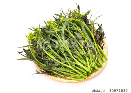 赤からし菜 50671686