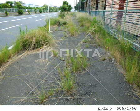雑草の生い茂る歩道 雑草の生い茂る歩道 50671766