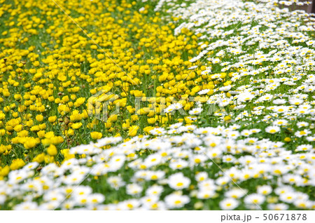 花畑 花畑 50671878