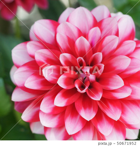 ダリアの花のアップ①-1 ダリアの花のアップ①-1 50671952
