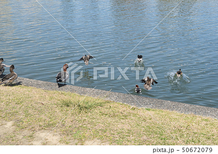 公園で遊ぶカモたち 公園で遊ぶカモたち 50672079