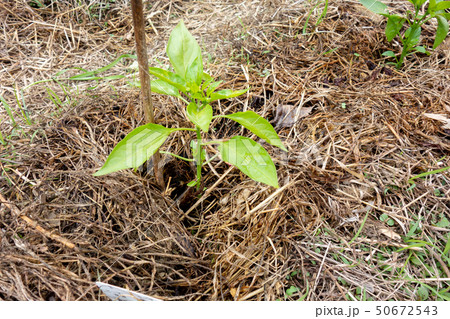 ピーマンの栽培 ピーマンの栽培 50672543