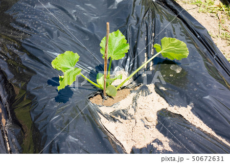ズッキーニの植え付け ズッキーニの植え付け 50672631