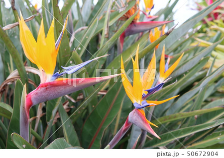 ストレリチア 50672904