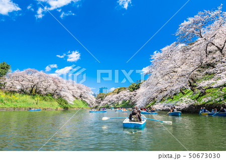 東京 千鳥ヶ淵の桜 東京 千鳥ヶ淵の桜 50673030