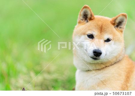 緑背景に柴犬 飼い犬 日本犬 一般的な犬 散歩 遊ぶの写真素材