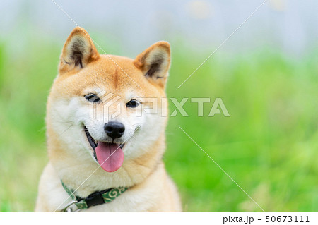 緑背景に柴犬 飼い犬 日本犬 一般的な犬 散歩 遊ぶ 緑背景に柴犬 飼い犬 日本犬 一般的な犬 散歩 遊ぶ 50673111