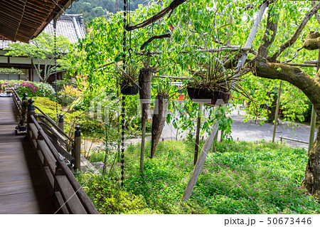 宸殿の植木 毘沙門堂門跡 50673446