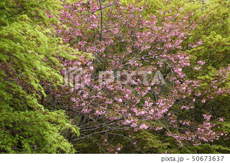 新緑と八重桜 新緑と八重桜 50673637