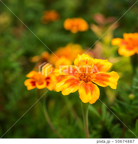 Square greeting card background with tagetes 50674887