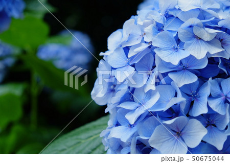 青い紫陽花 50675044