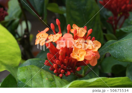 満開のオレンジの花② 満開のオレンジの花② 50675534