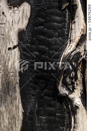 Details with patterned surface texture of burnt wood 50676269