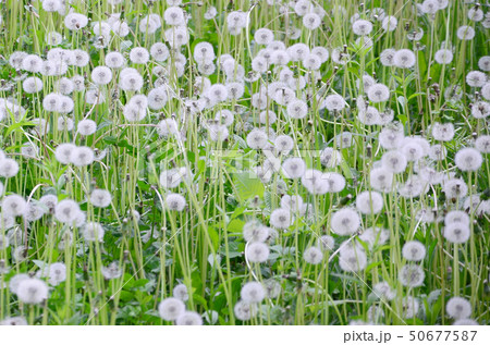 White fluffy dandelions flower in green field, 50677587