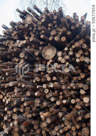 Pile of logs. Woodpile. Pile of logs. Woodpile. 50677958