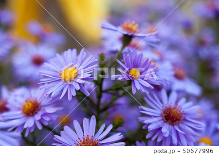 Blue aster flowers. Blue aster flowers. 50677996