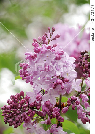 風景植物写真 ライラック リラの花咲く頃 癒し ポストカード 優しい色の写真素材