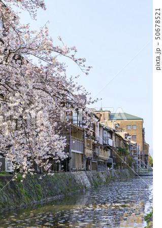 京都・鴨川（みそそぎ川）・春・満開の桜 50678521