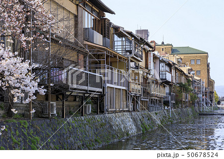 京都 鴨川 みそそぎ川 春 満開の桜の写真素材
