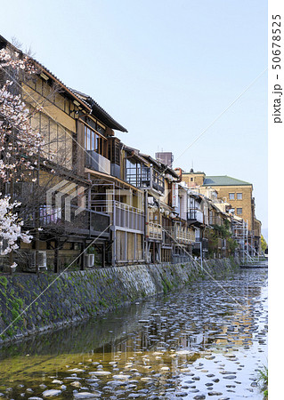 京都・鴨川（みそそぎ川）・春・満開の桜 50678525