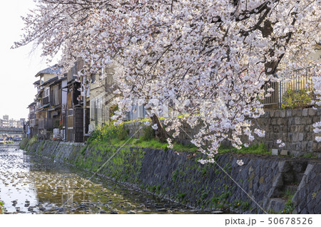 京都・鴨川（みそそぎ川）・春・満開の桜 50678526