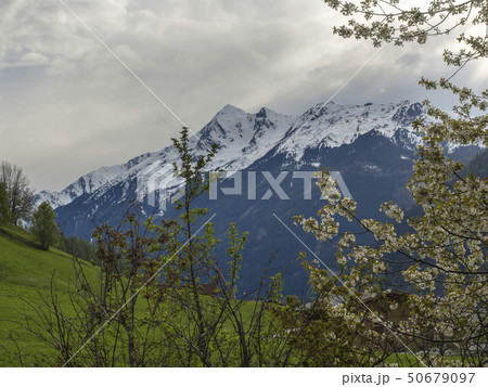 Spring mountain landscape with snow covered alpen mountain peaks and blooming apple tree branches Spring mountain landscape with snow covered alpen mountain peaks and blooming apple tree branches 50679097