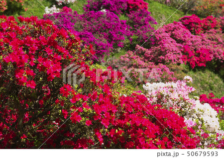 五大尊つつじ公園のつつじの花 五大尊つつじ公園のつつじの花 50679593