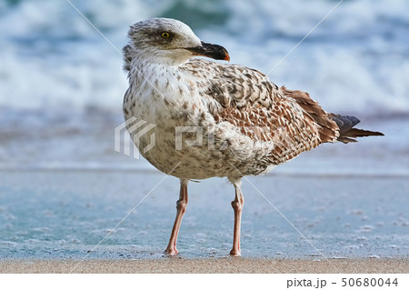 Seagull on the shore 50680044