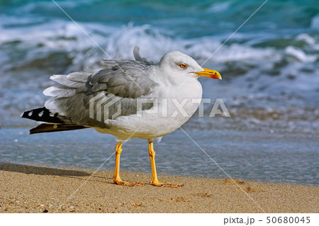 Seagull on the shore 50680045