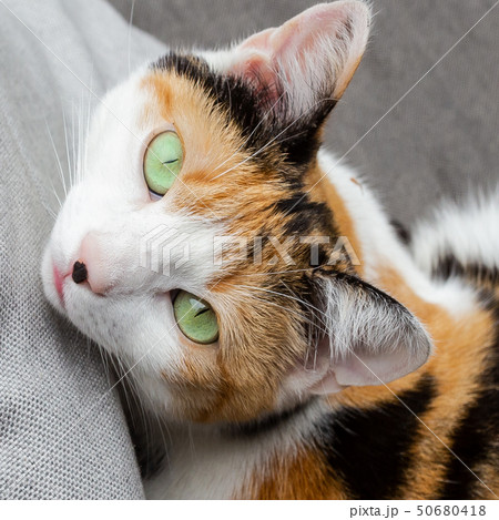 Cat lying on the sofa beautiful green eyes, pets portrait close-up 50680418