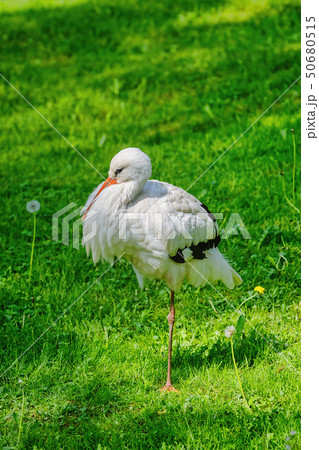 Stork on the Grass Stork on the Grass 50680515