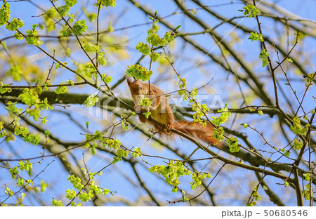 Squirrel on a branch 50680546