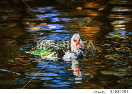 Muscovy duck on the pond Muscovy duck on the pond 50680598