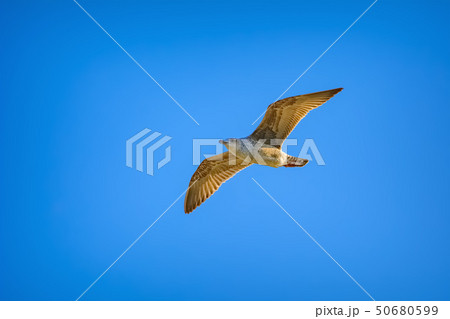Young seagull in sky Young seagull in sky 50680599