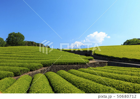 茶畑（初夏） 50680712