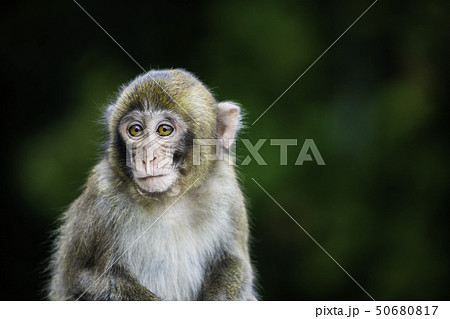 大分県 高崎山のかわいい子猿の写真素材
