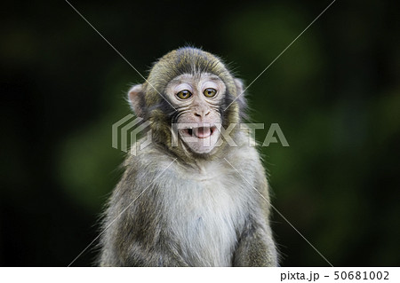 大分県 高崎山のかわいい子猿 変顔の写真素材