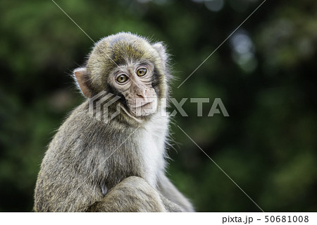 大分県 高崎山のかわいい子猿の写真素材