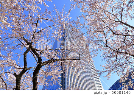 [定額] 東京ミッドタウンの桜 50681146