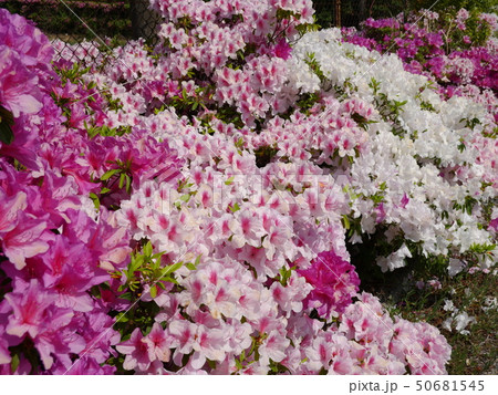 ツツジ 50681545