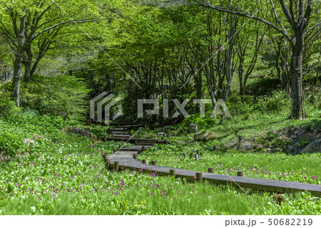 兵庫県・六甲高山植物園 50682219