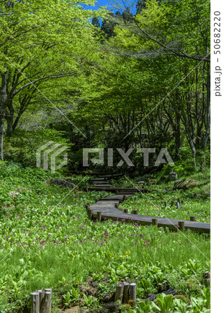 兵庫県・六甲高山植物園 兵庫県・六甲高山植物園 50682220