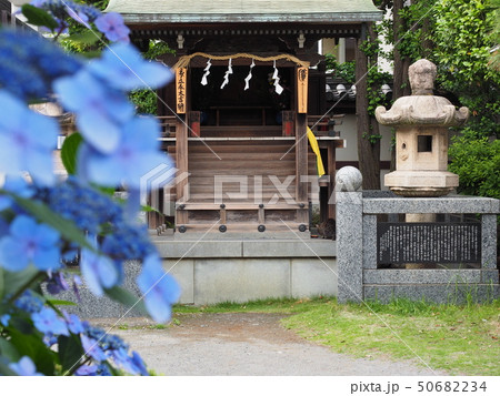 川崎大師の紫陽花 50682234