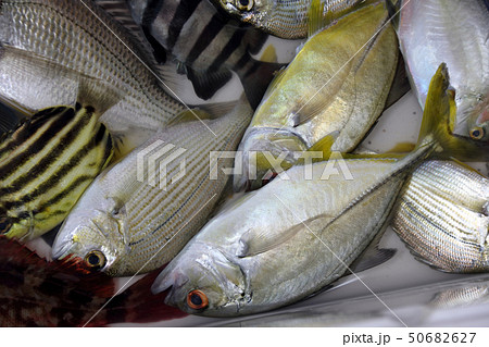 色んな魚　釣果 50682627
