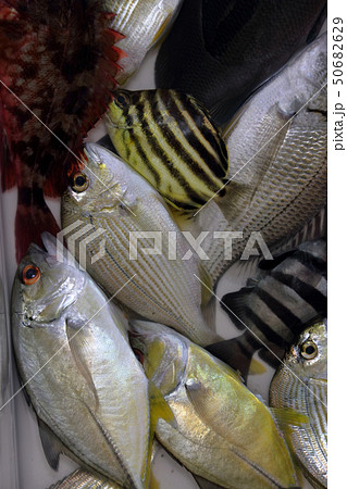 色んな魚　釣果 50682629