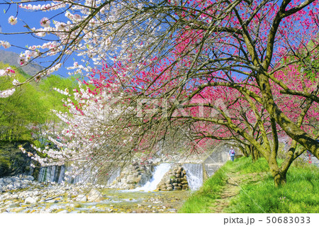 花桃咲く遊歩道と滝 50683033