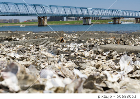 江戸川河川敷 貝殻だらけ 牡蠣 カキ 江戸川河川敷 貝殻だらけ 牡蠣 カキ 50683053