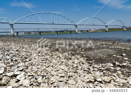 江戸川河川敷 貝殻だらけ 牡蠣 カキ 江戸川河川敷 貝殻だらけ 牡蠣 カキ 50683055