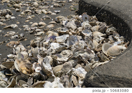 江戸川河川敷 貝殻だらけ 牡蠣 カキ 江戸川河川敷 貝殻だらけ 牡蠣 カキ 50683080