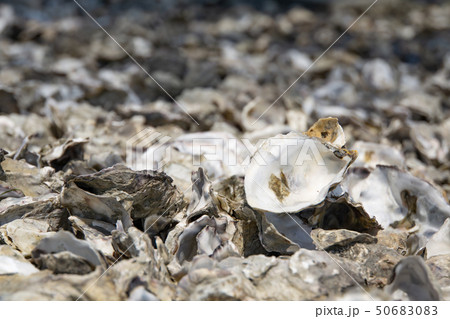 江戸川河川敷 貝殻だらけ 牡蠣 カキ 江戸川河川敷 貝殻だらけ 牡蠣 カキ 50683083